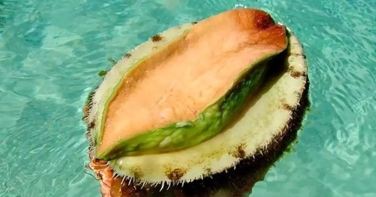 澳洲鮑魚季到! 華人全家總動員湧海灘狂撈