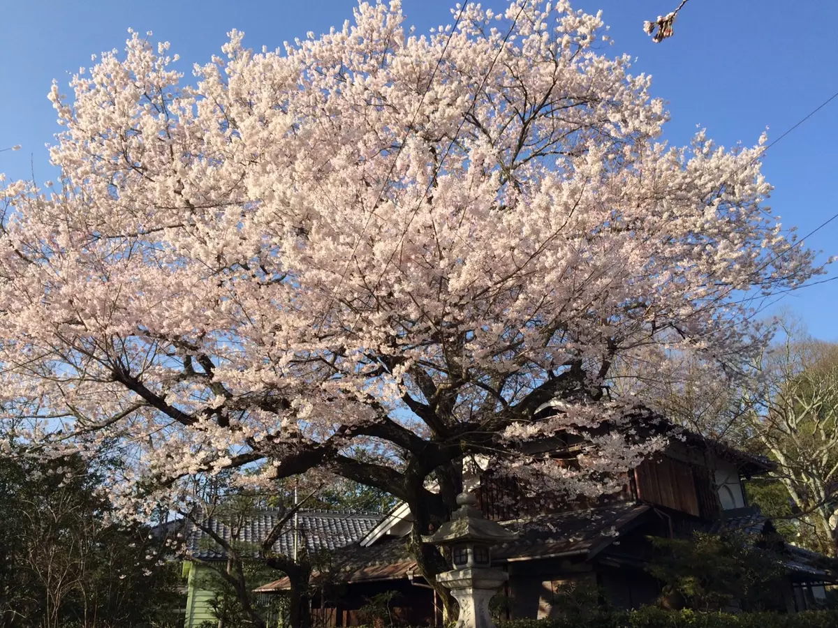 櫻花樹下看當代藝術