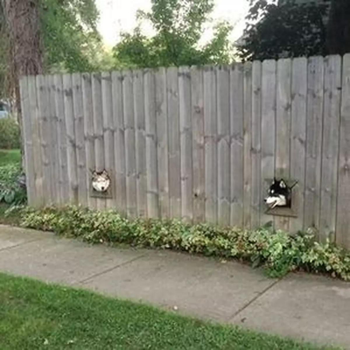 兩隻狗仔伸頭出圍欄「傾計」