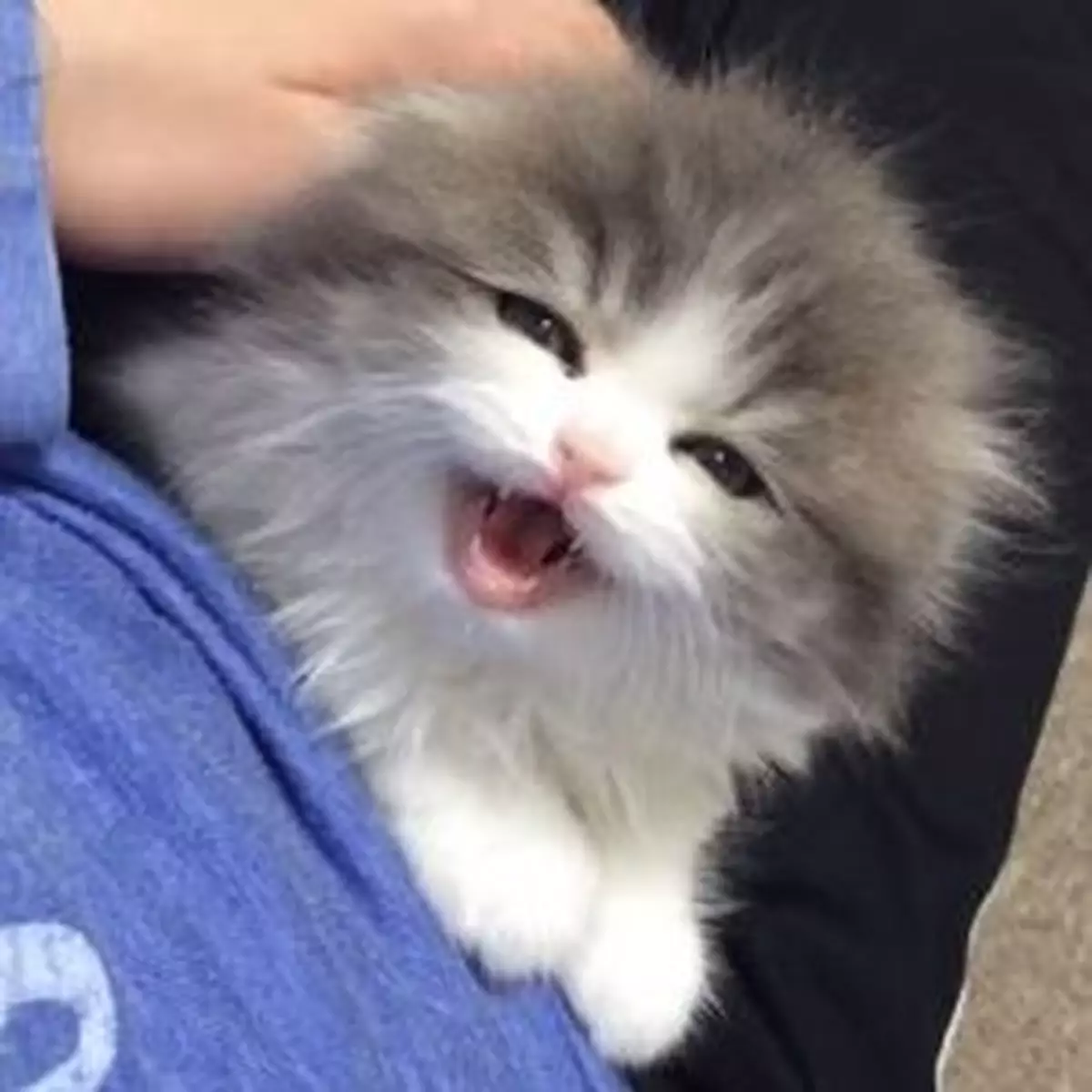 得意貓仔唔識「喵喵」叫