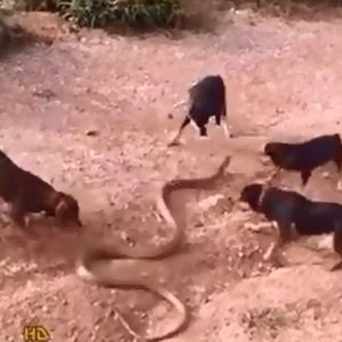 驚人片段：五猛犬咬捕大蟒蛇