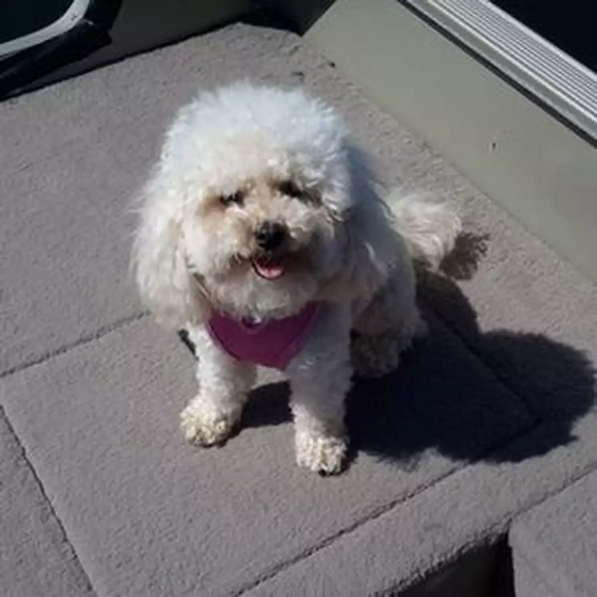 狗仔走失咗 睇電視搵返主人