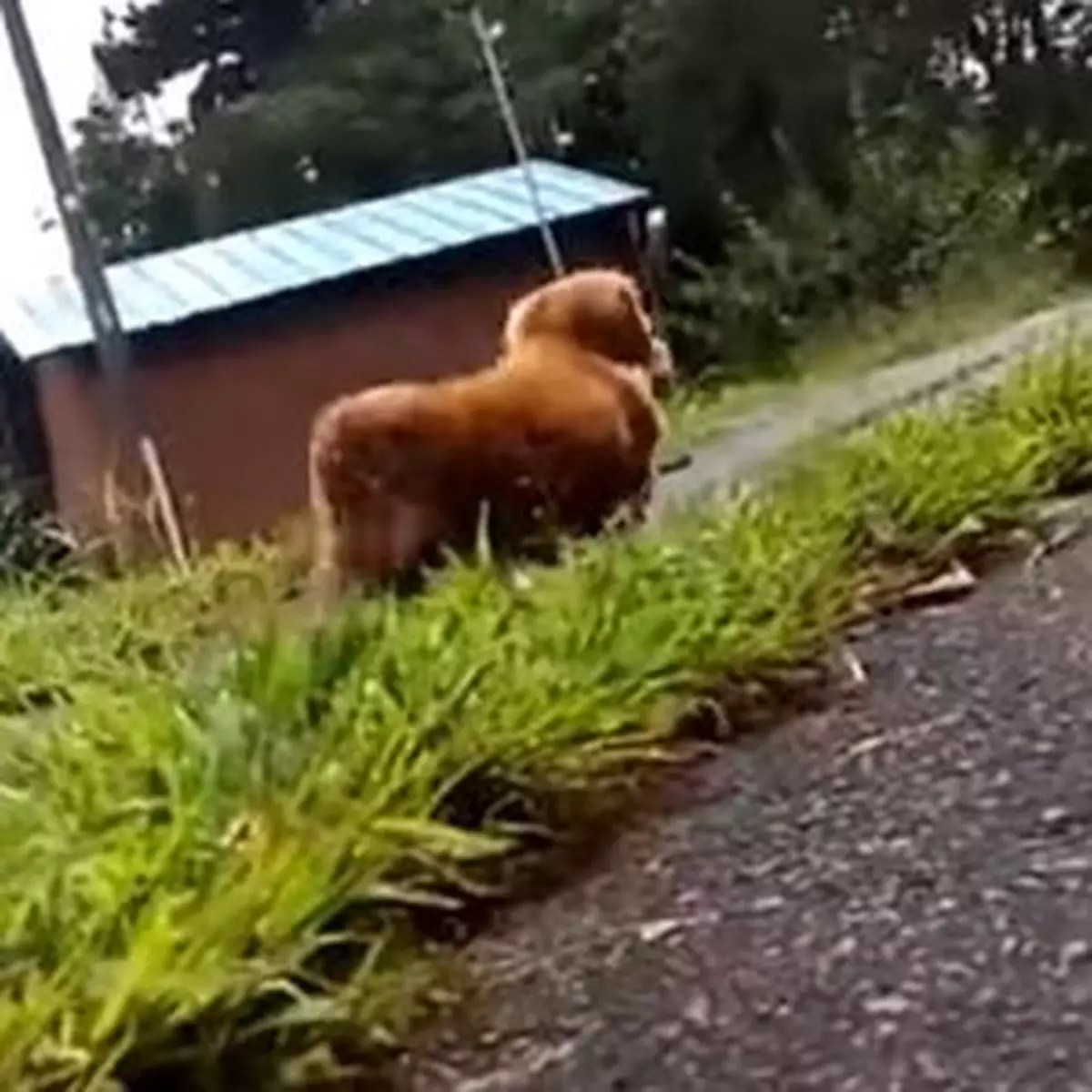 主人扮跌親 無情狗狗走咗