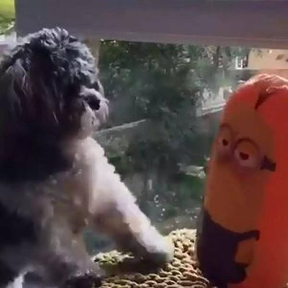 狗狗決戰迷你兵自討苦吃