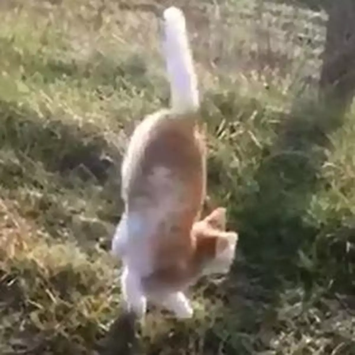 超勁貓貓倒立行