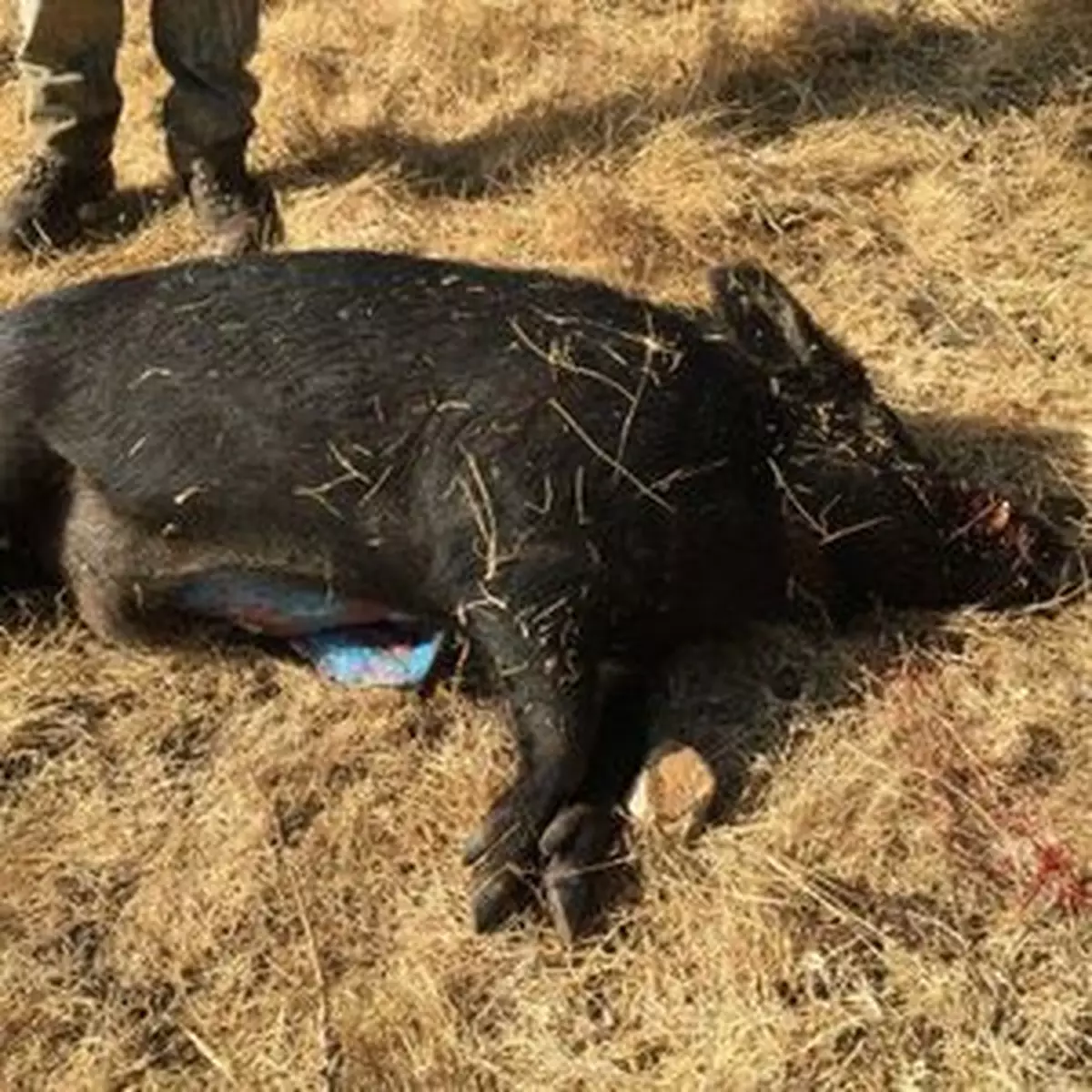 野豬肚藏藍脂肪