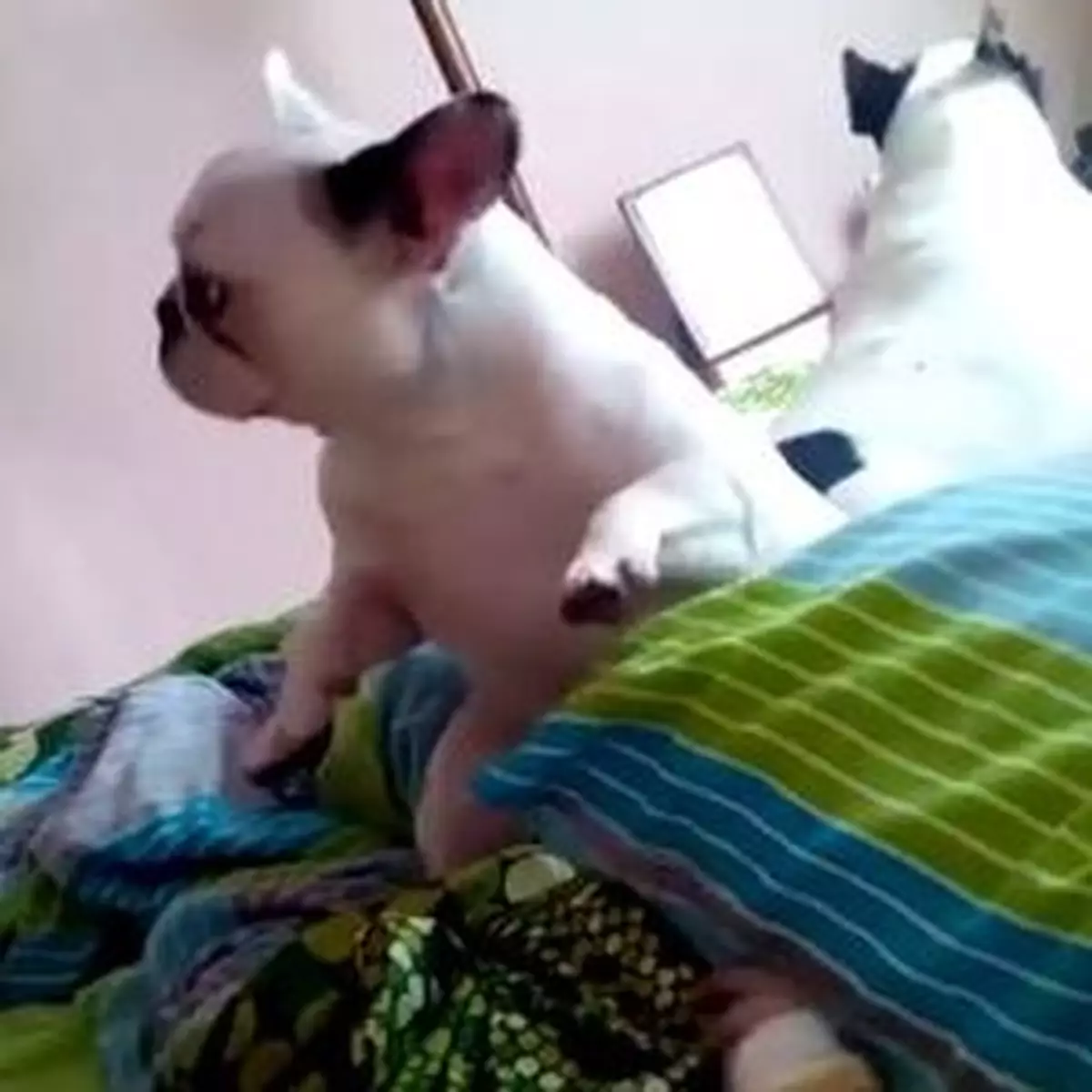 汪星人聞歌起舞