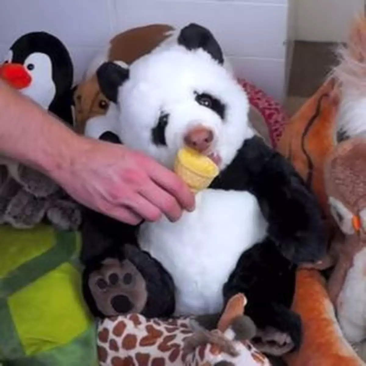 熊貓公仔咬甜筒 原來狗狗扮