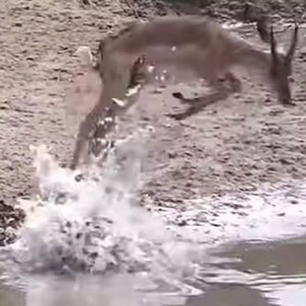鱷魚突擊飲水羚
