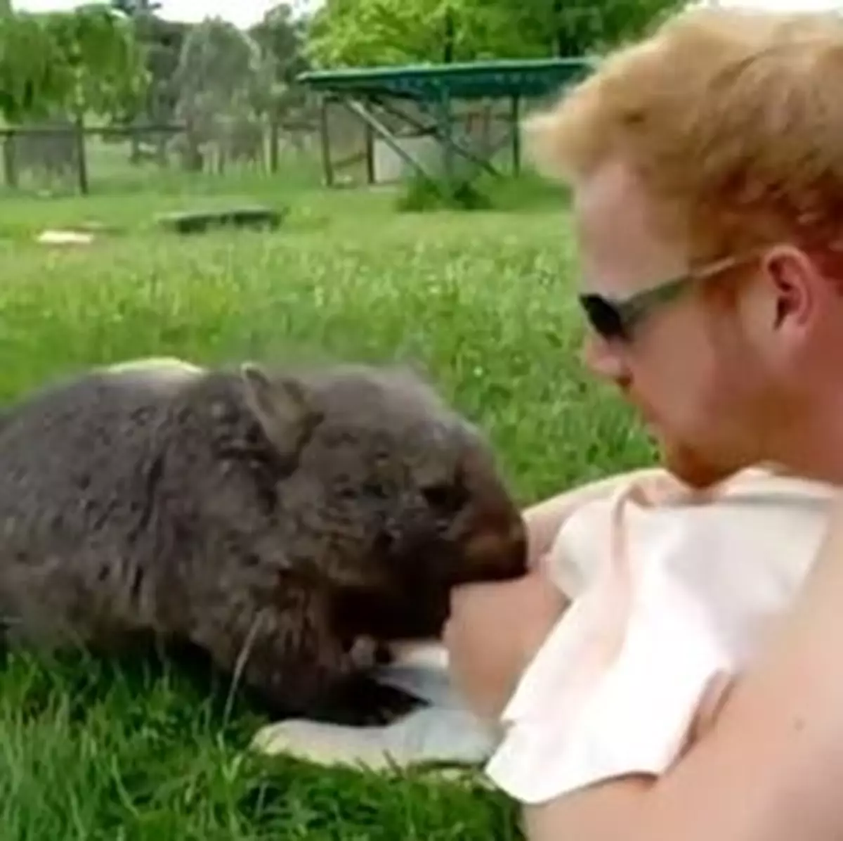 袋熊賣萌親親型男