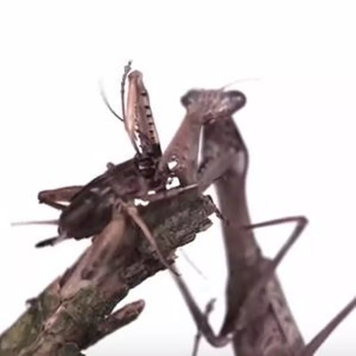 慢鏡看動物突擊獵物