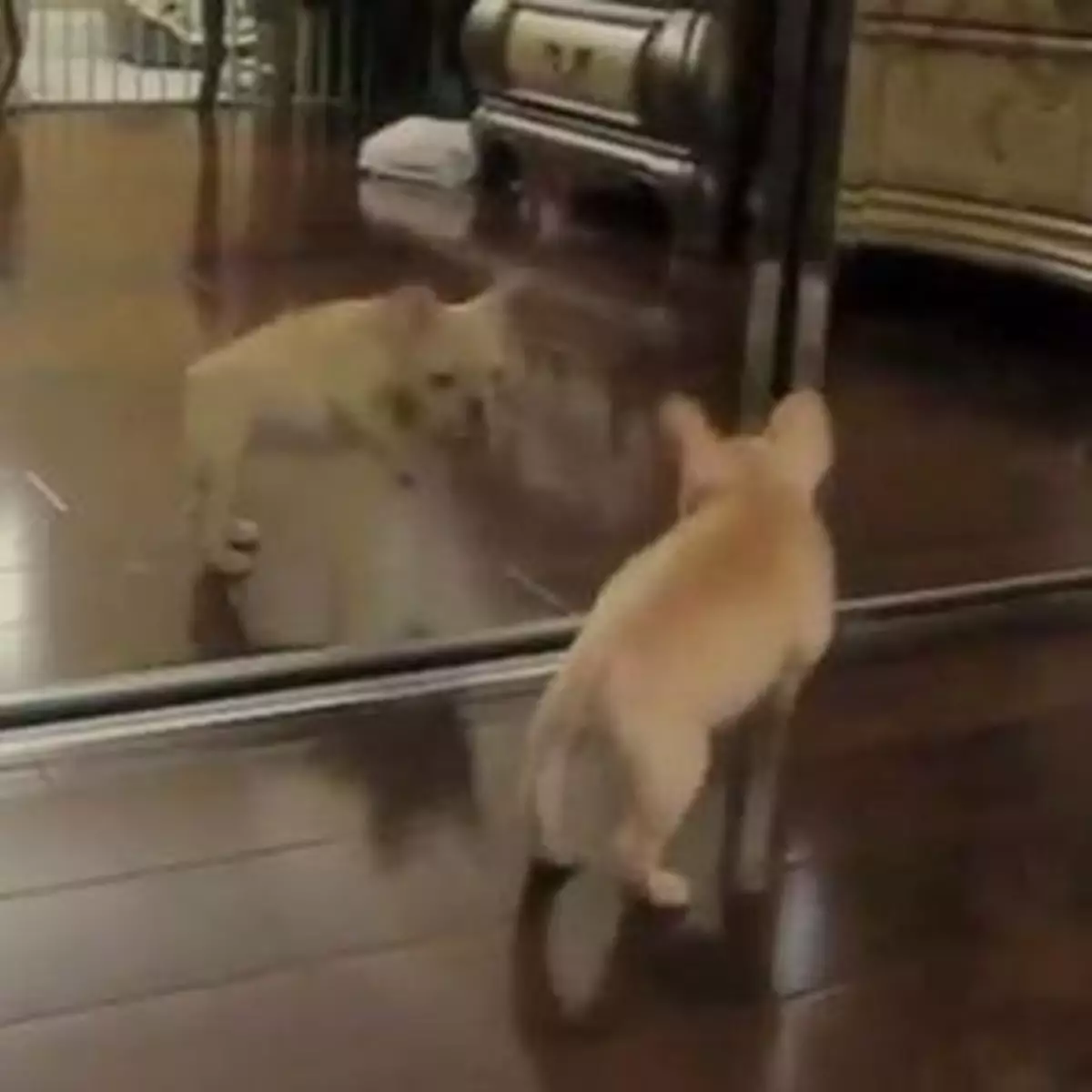 狗狗決戰鏡中「自己」