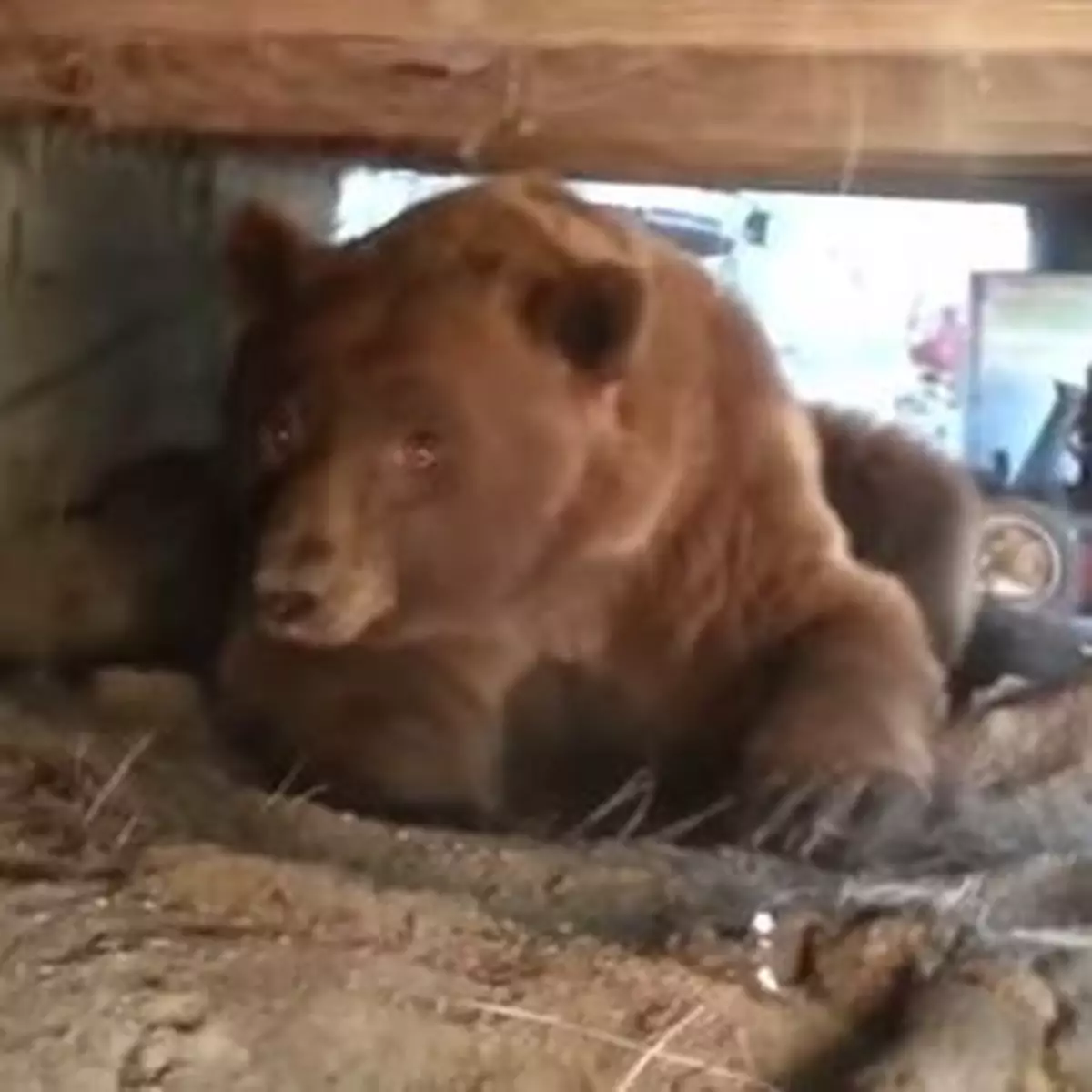 棕熊入侵民居留糞