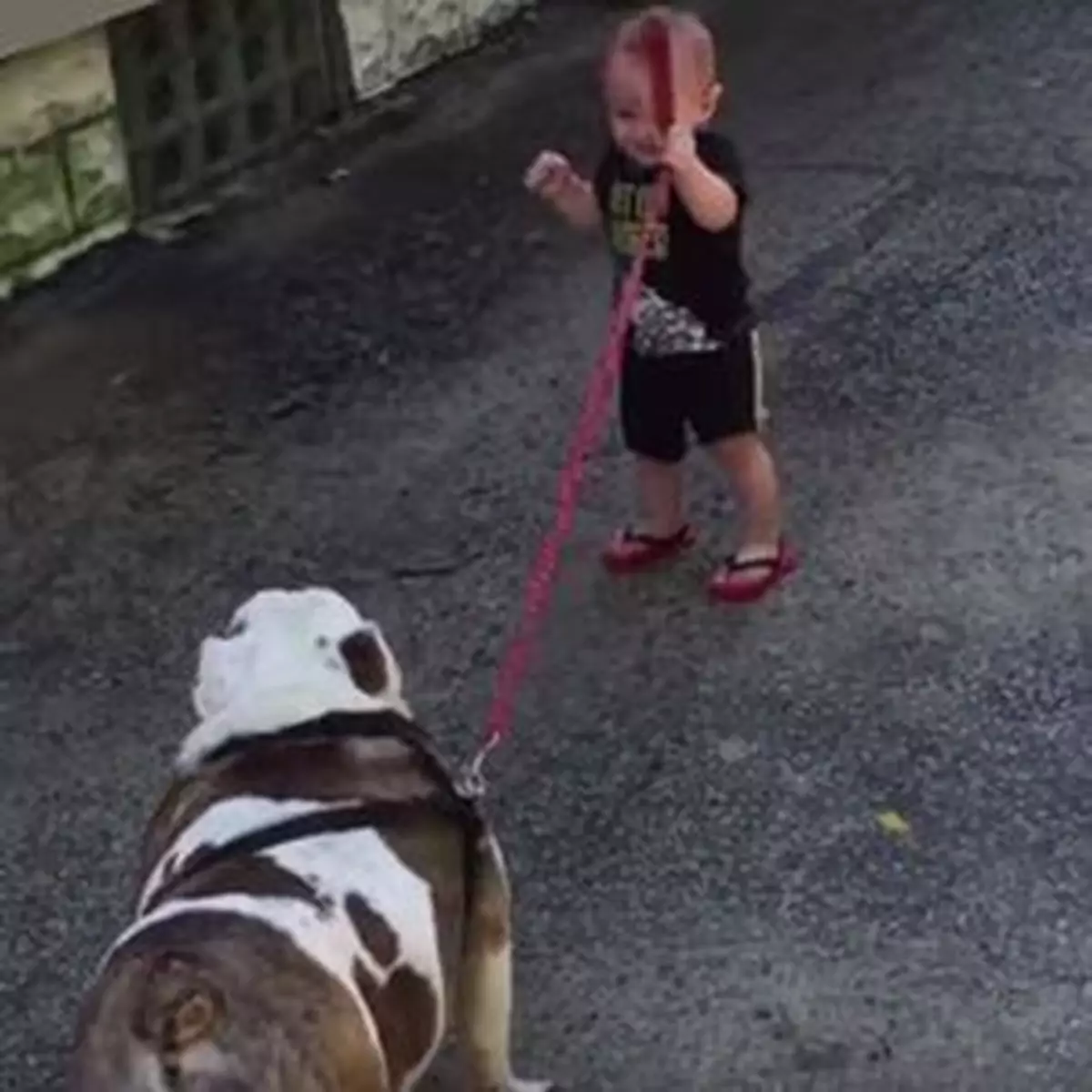 BB帶狗散步 拉極唔郁