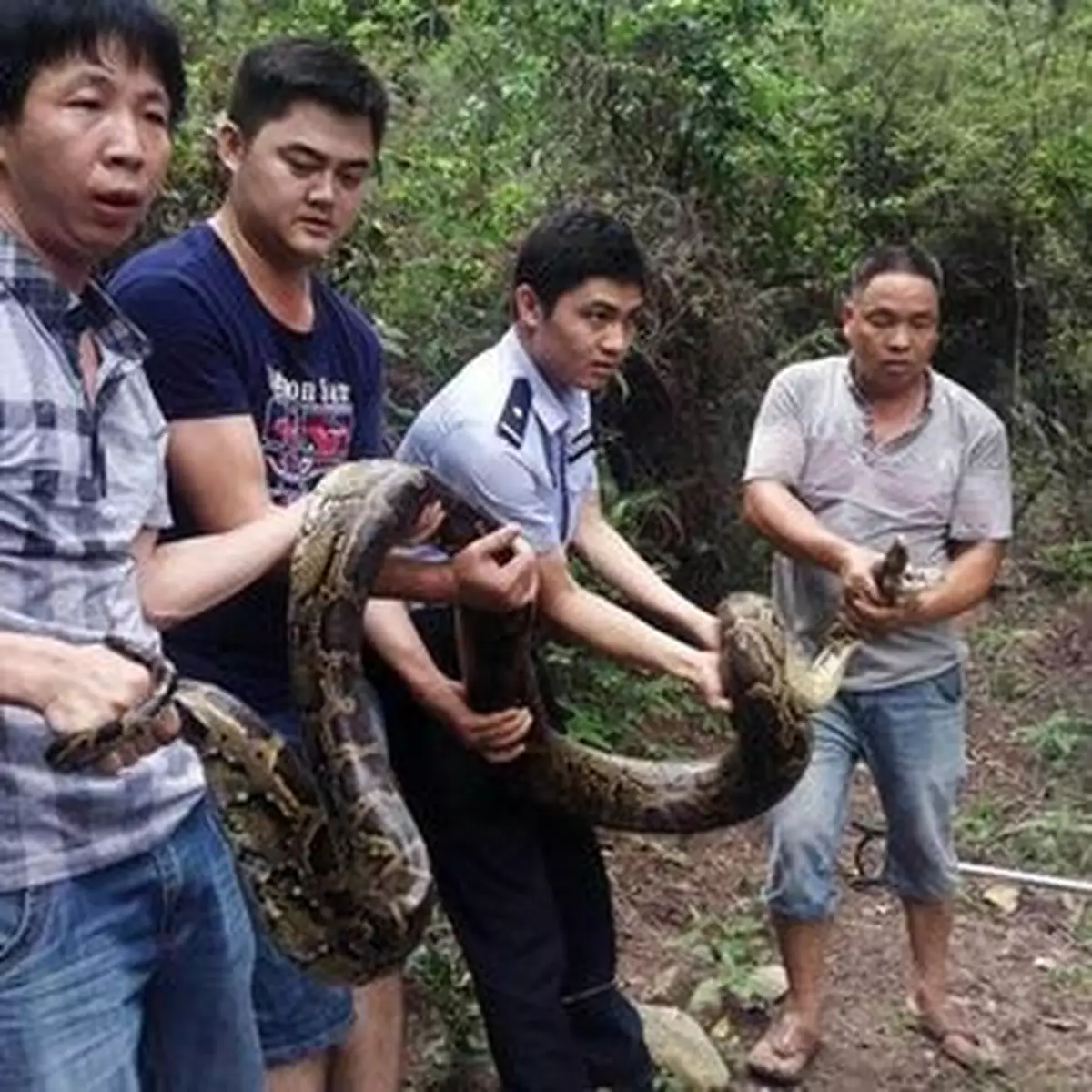 四米巨蟒吞羊期間受制