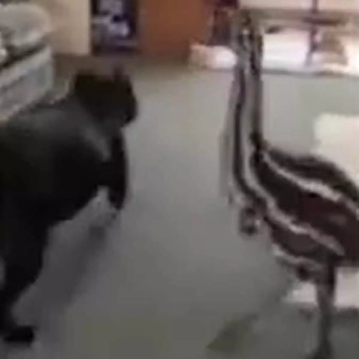 狗狗見怪鳥走夾唔唞