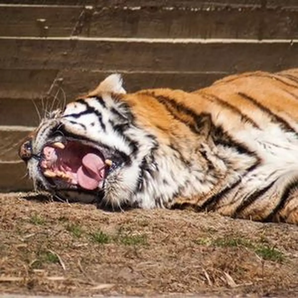 見人打喊露無反應 你可能心理變態