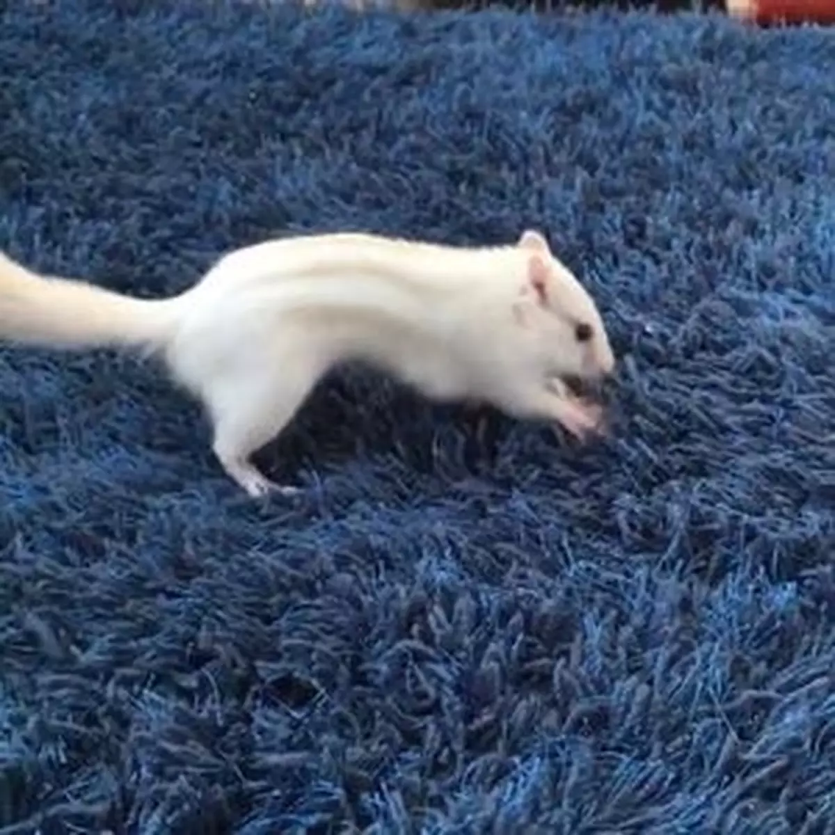 松鼠收堅果入地毯白忙一場