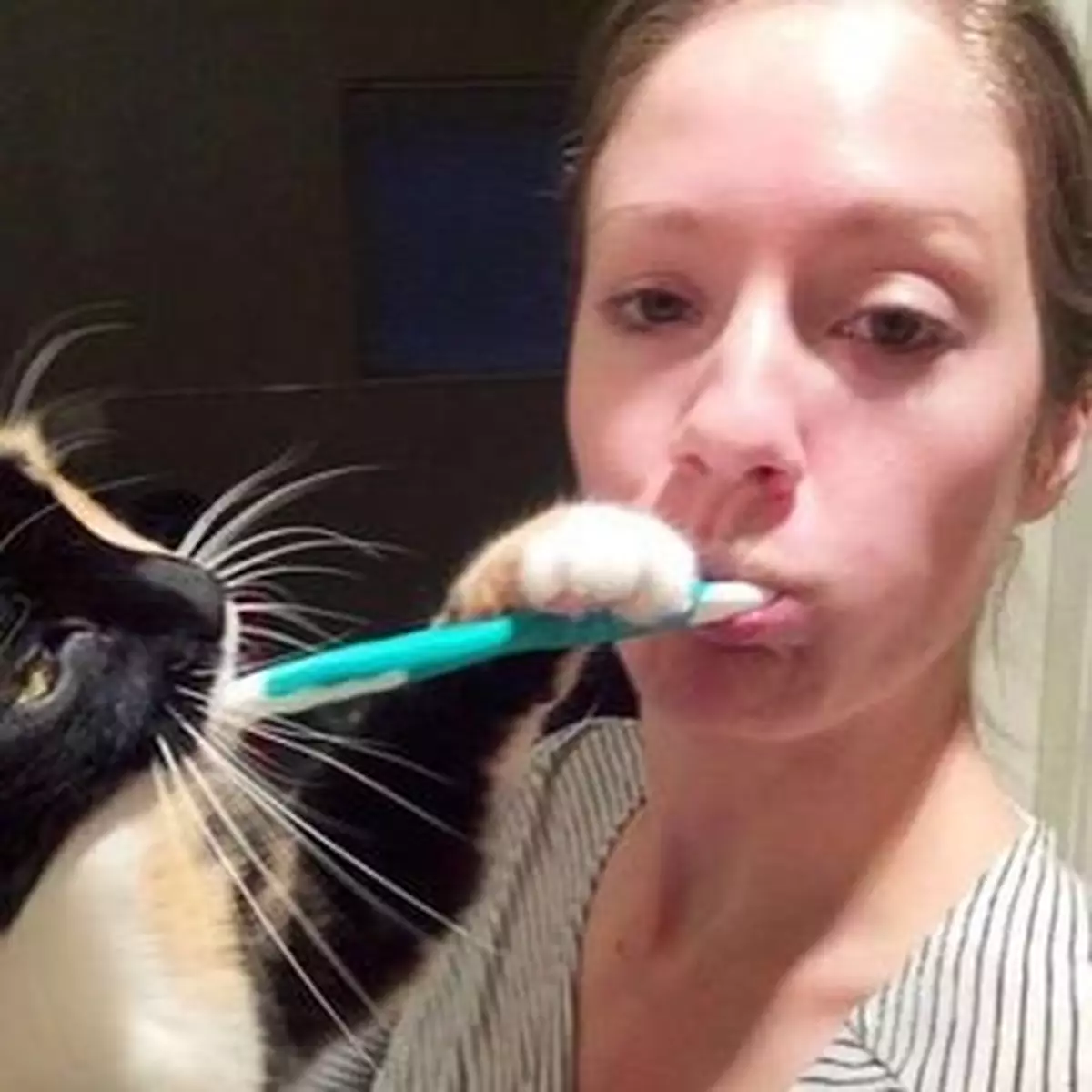 喵星人佔領生活空間