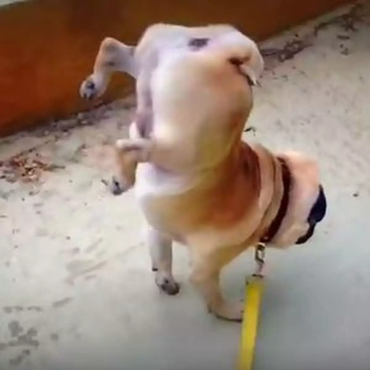 狗仔倒立尿不停