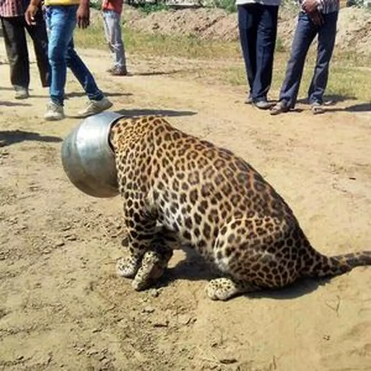 可憐傻豹頭卡水煲六小時