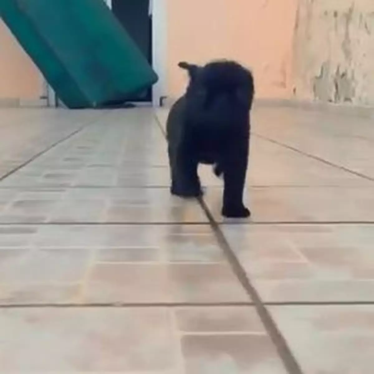 汪星人「自殺式襲擊」鏡頭