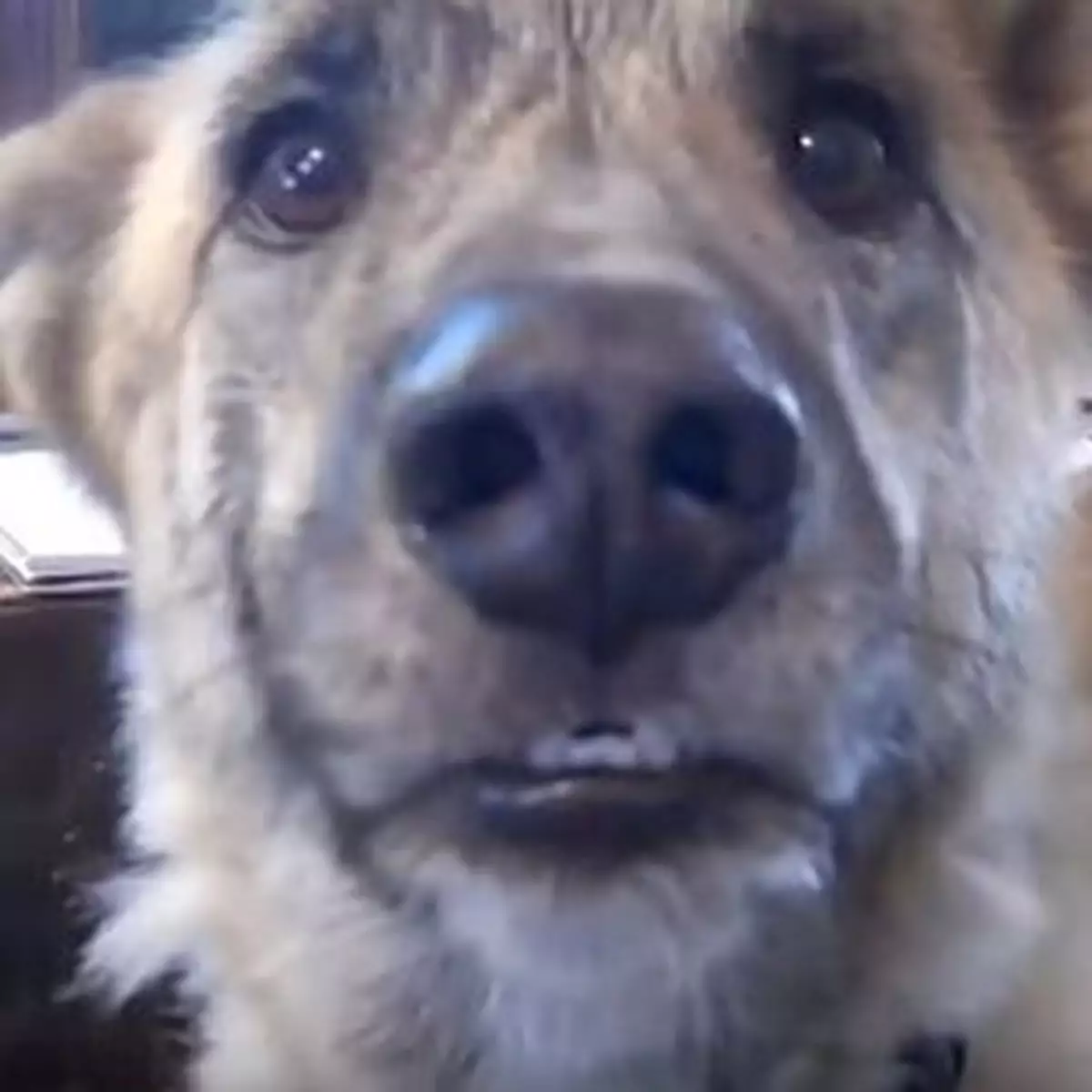 主人幫為食狗狗神配音