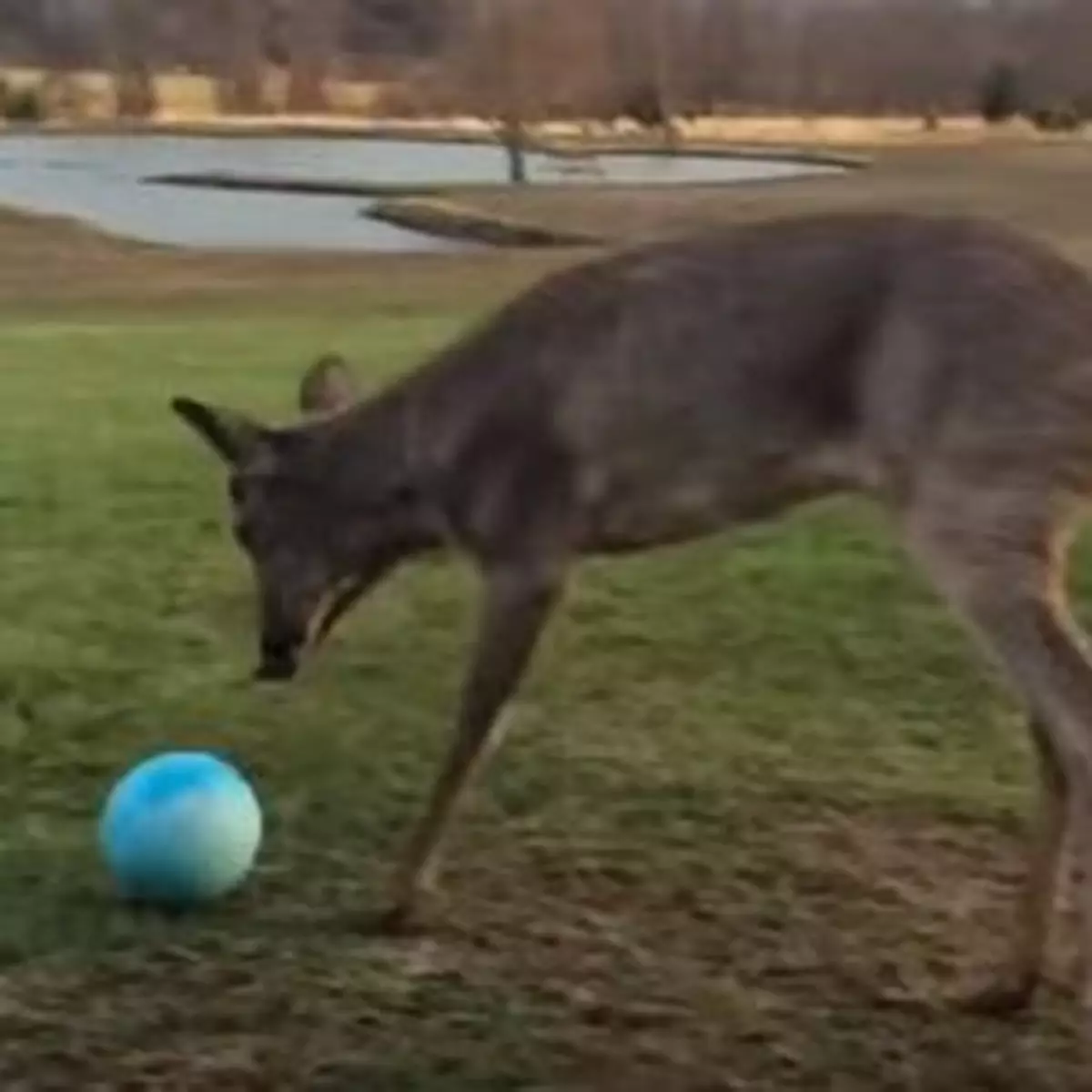 當鹿BB見到個波