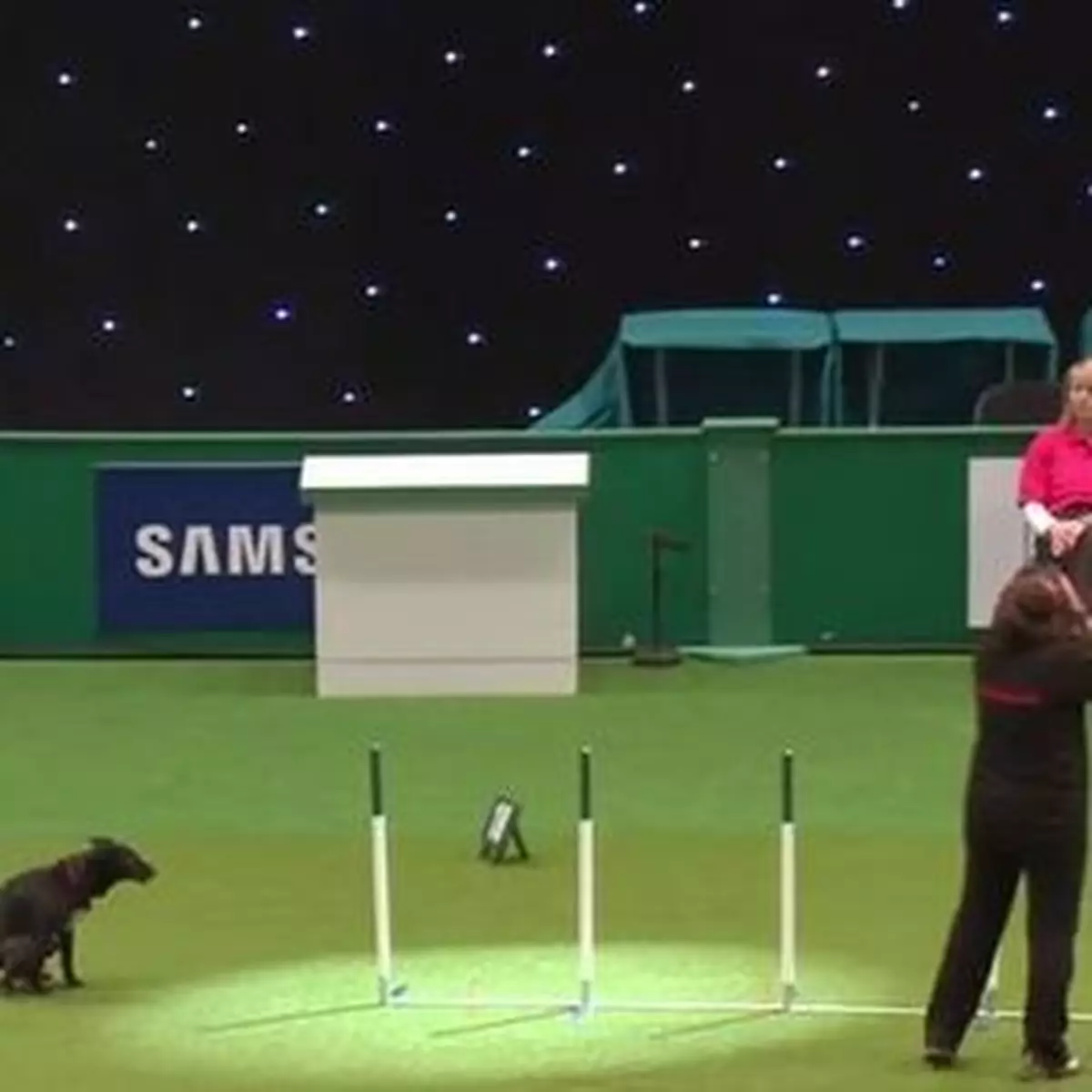 狗狗挑戰障礙賽 狂奔急停痾臭臭