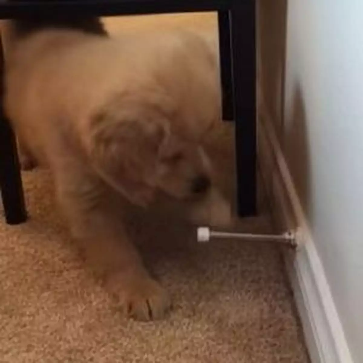 不滿門頂揈揈下 狗狗發老脾