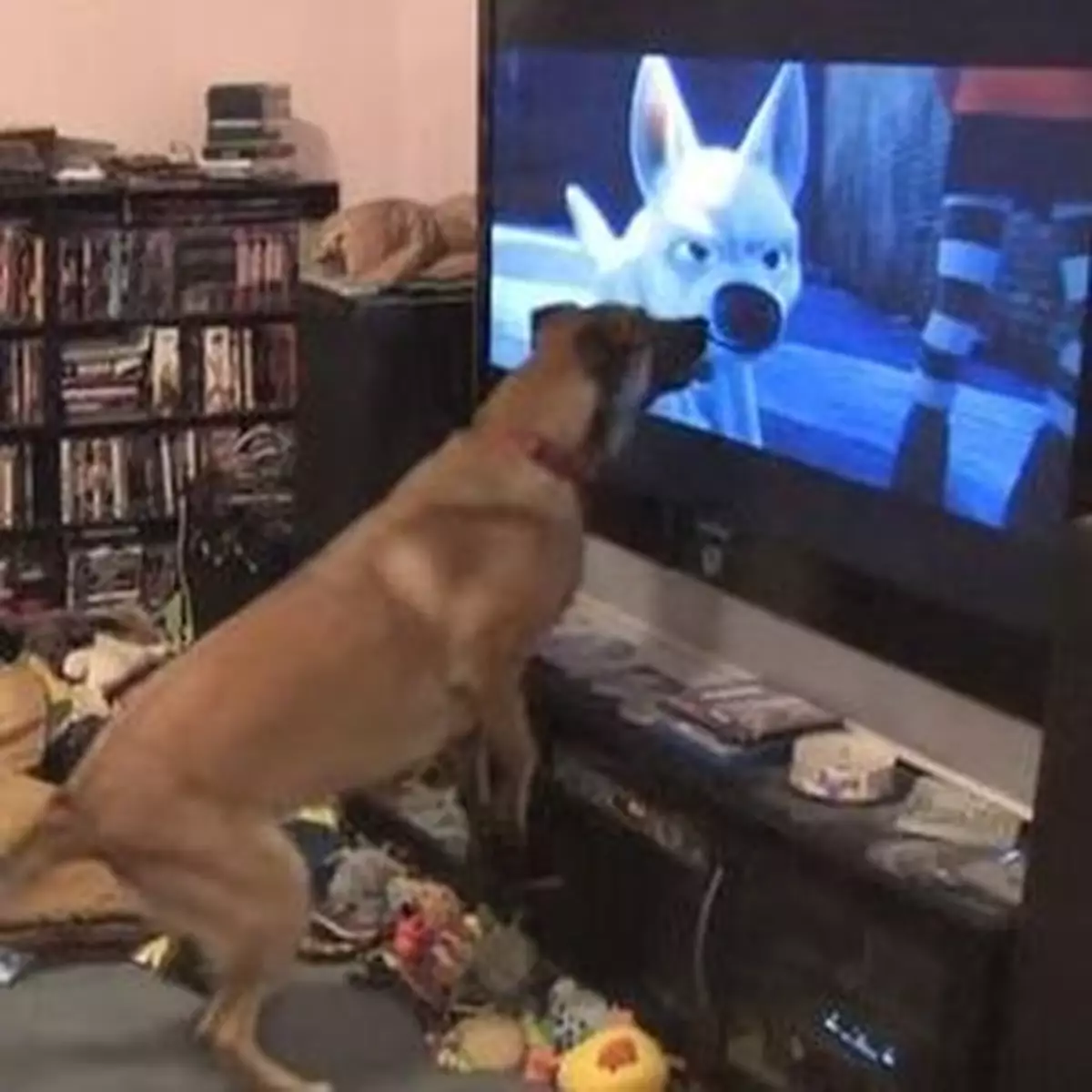 狗狗癡迷《零零狗》