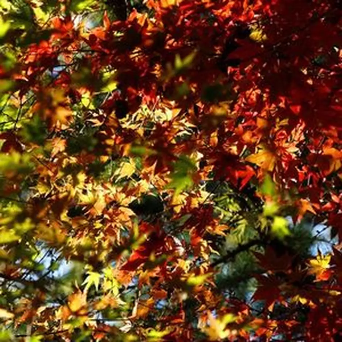 秋葉紅或黃 生物過程大不同