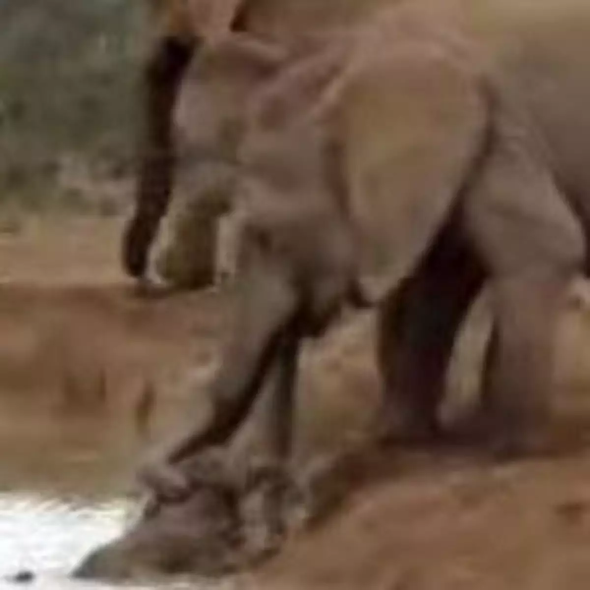 有隻象仔跌落水 一班象媽救起佢
