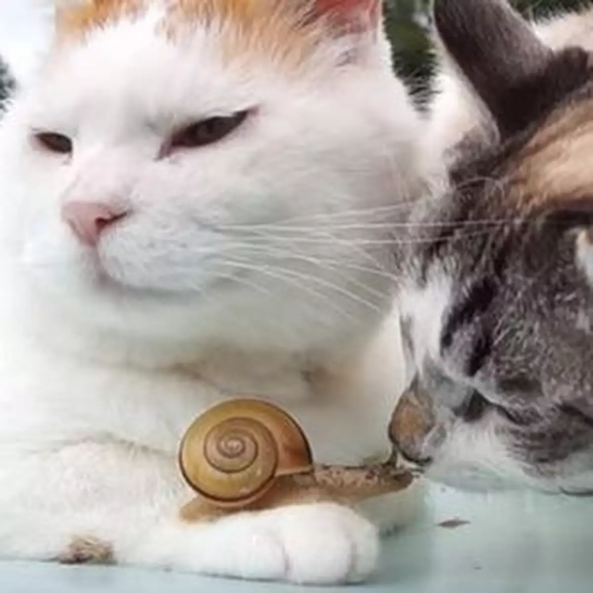 貓貓蝸牛交好友