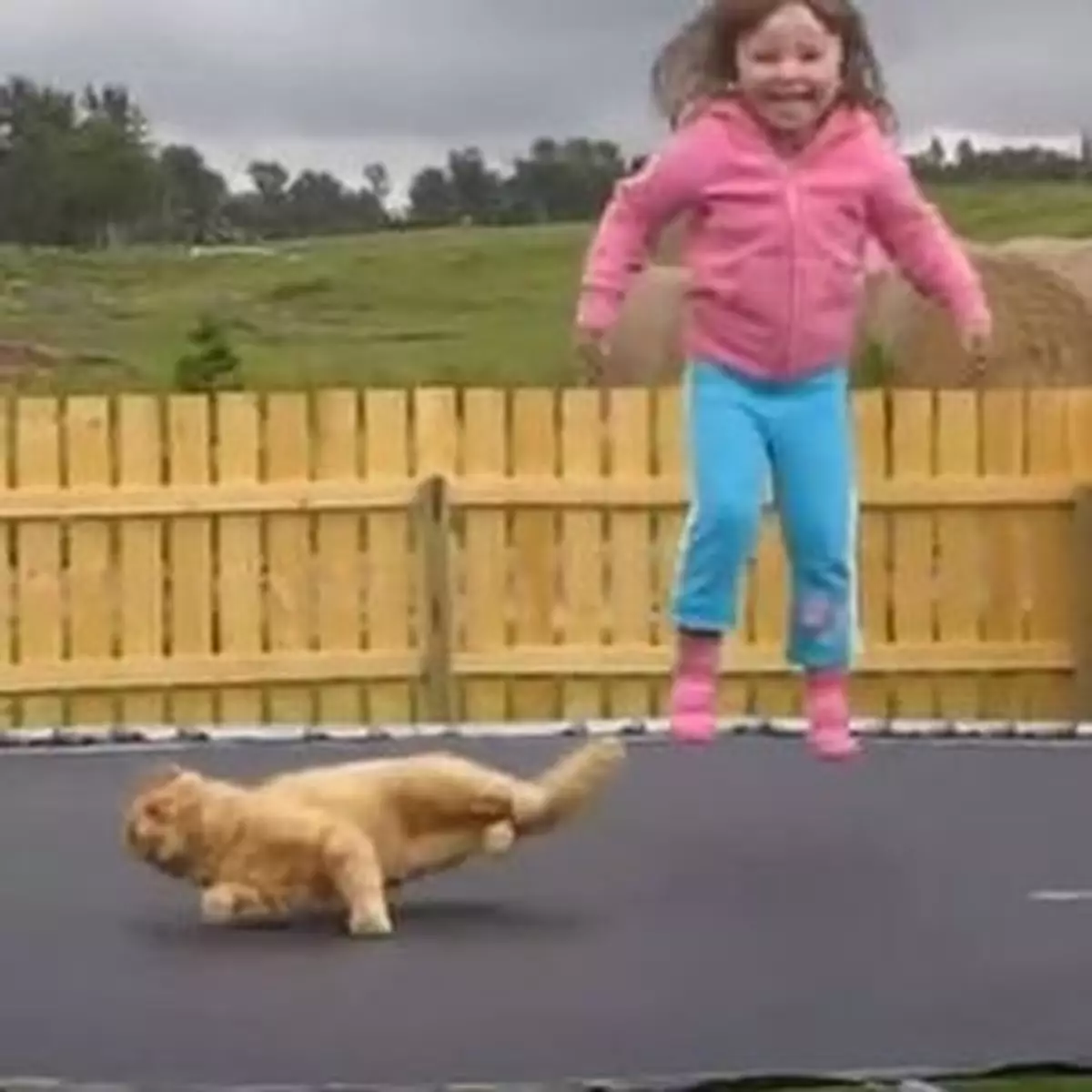 陪妹妹玩跳彈床 貓貓後悔了