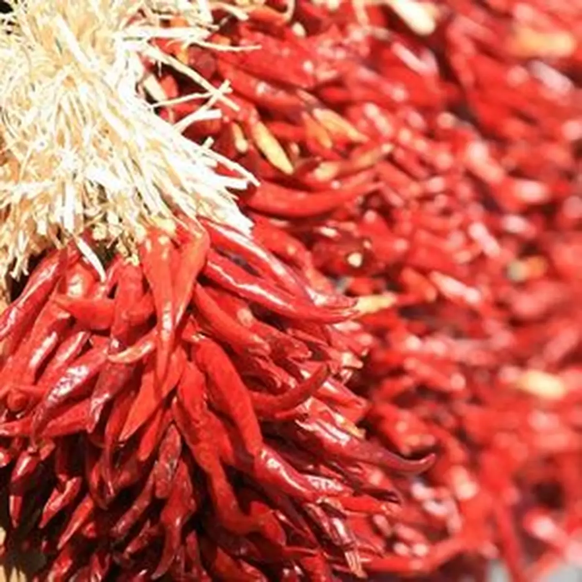 連續食辣三星期 菊花不再燒