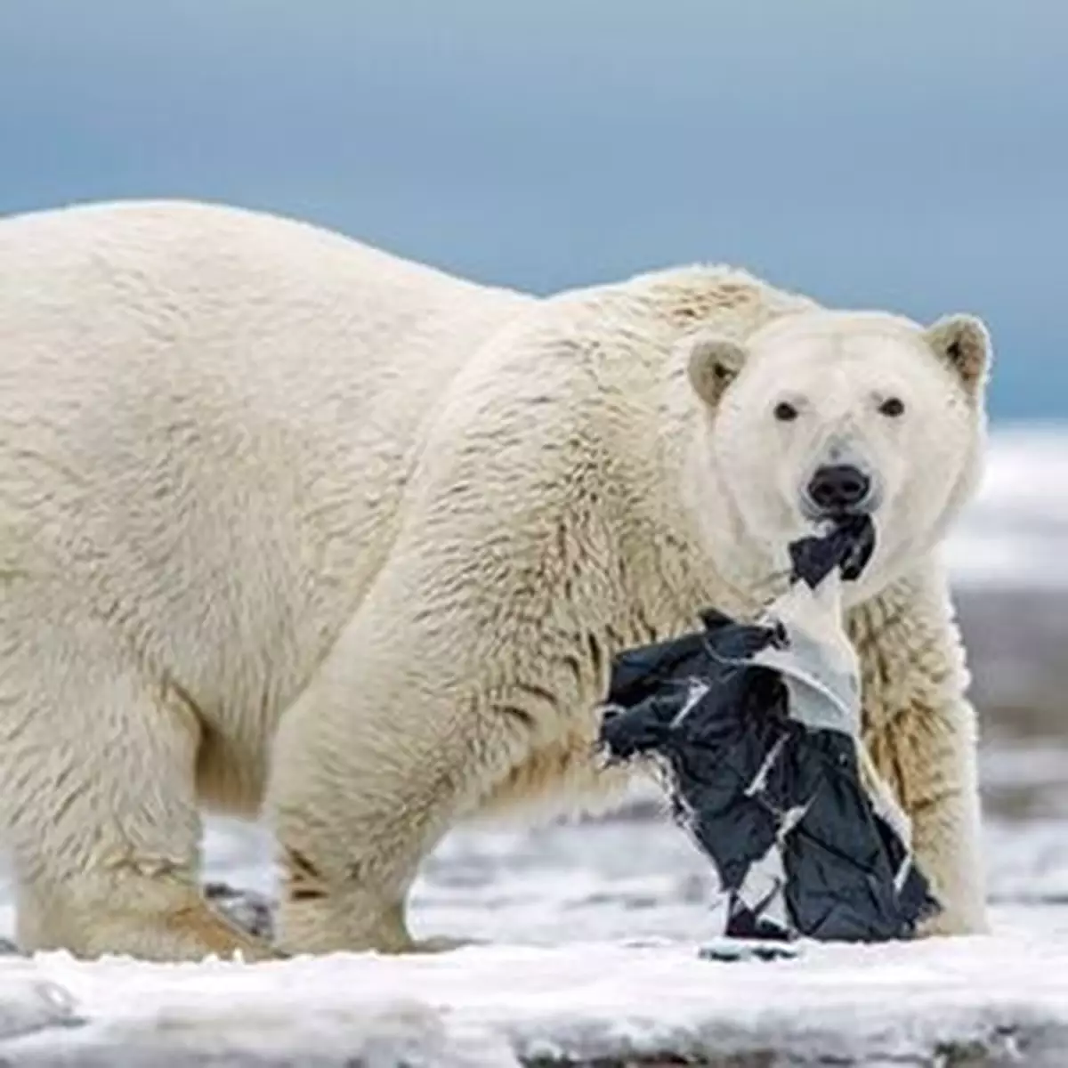 當北極熊發現咗條褲
