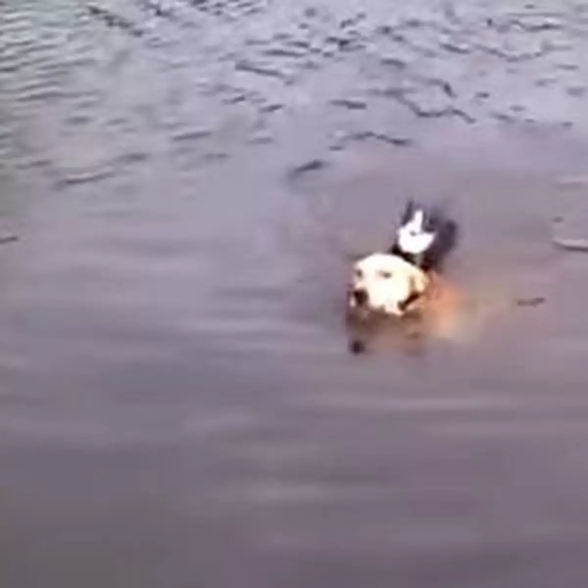 狗狗勇救遇溺喵星人