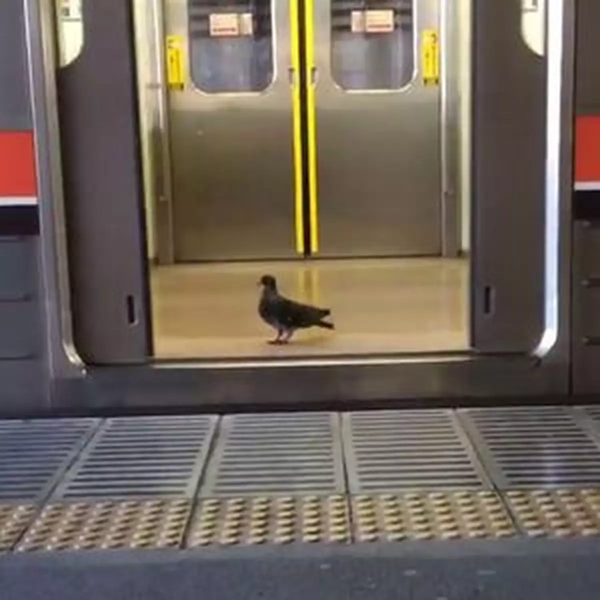 白鴿誤乘電車走唔切