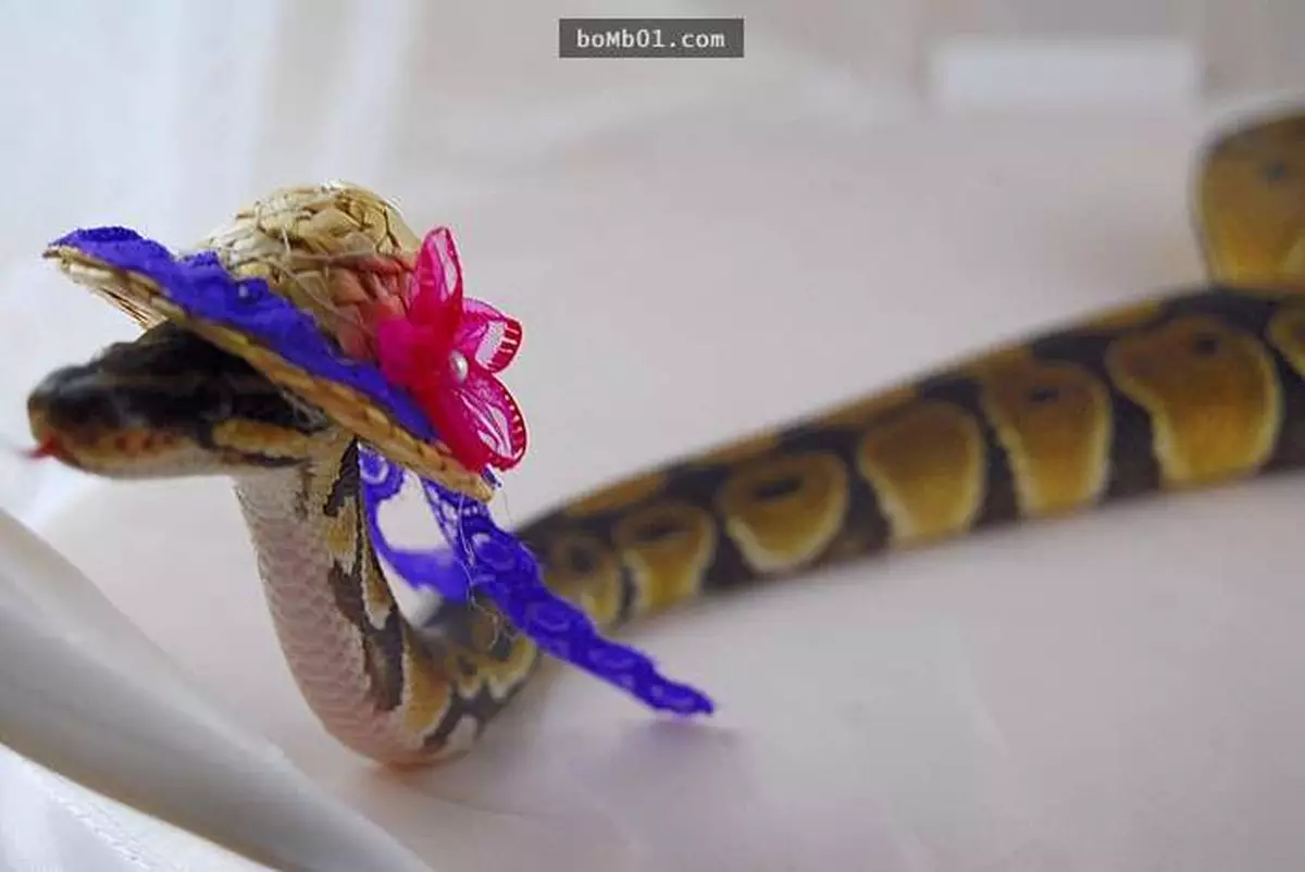 吳炘曈2016年丙申猴年開運秘笈第12集-屬蛇篇