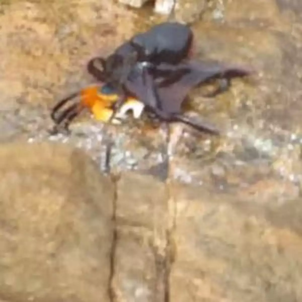 八爪魚突擊捉螃蟹