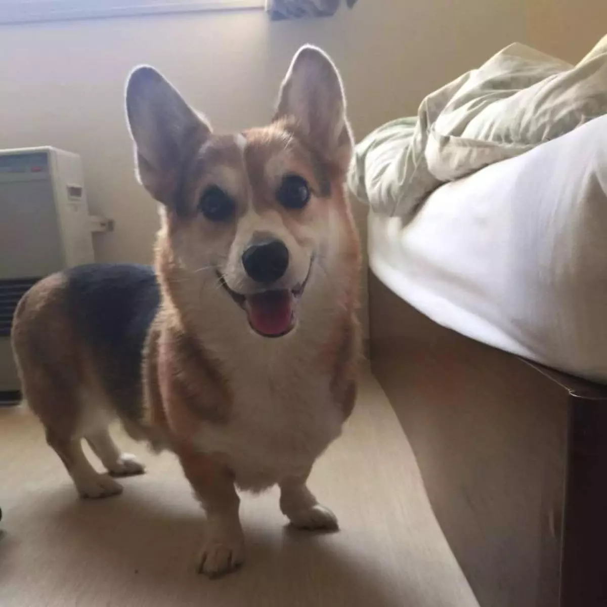 狗狗命懸一線，狗主梅易中見生機