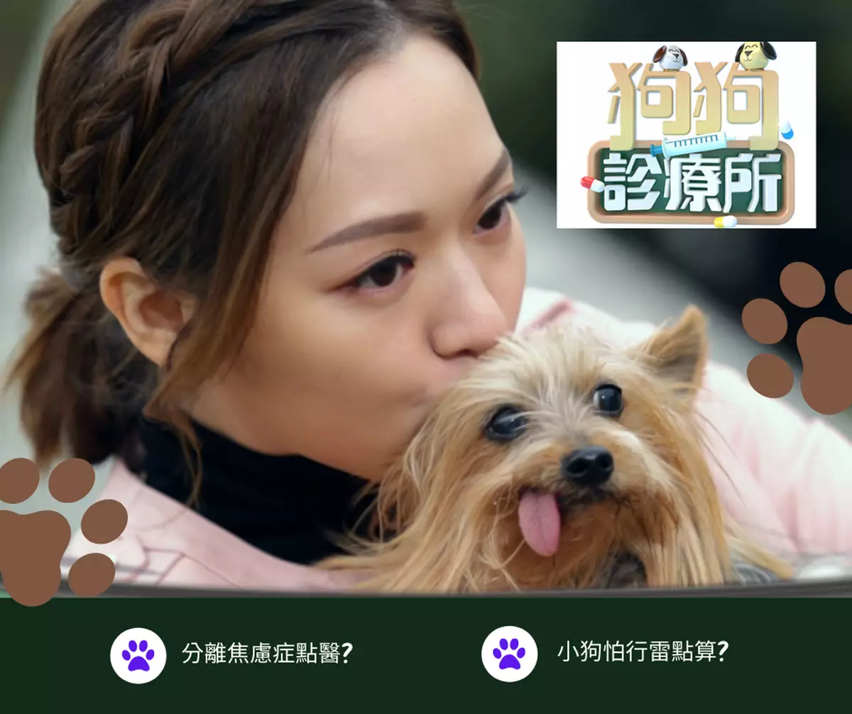 大爺雞之日常#071 │ 大爺雞