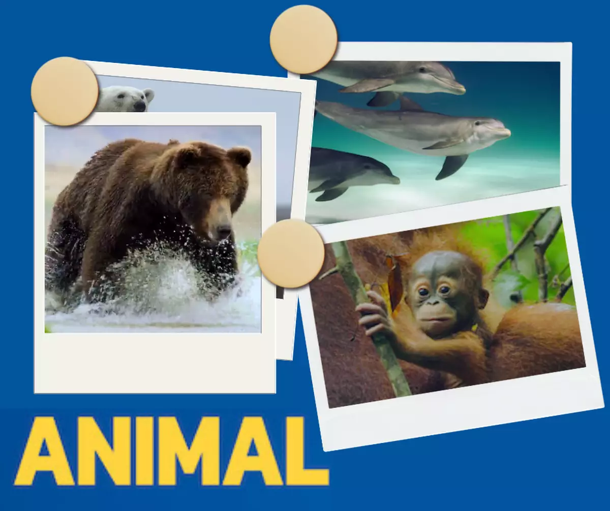 霸戲哥之日常#102 │ 生態頻道