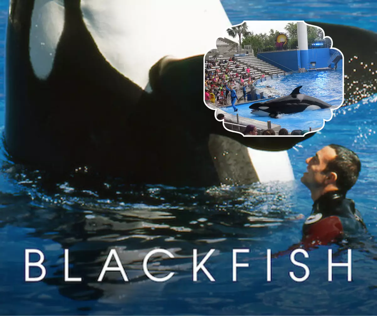 霸戲哥之日常#172 │ 殺人鯨