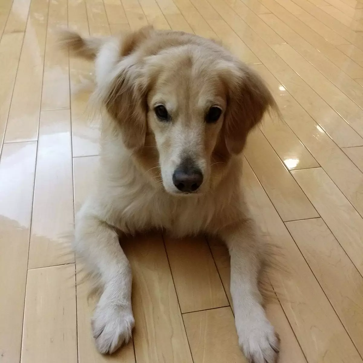 咬人的金毛尋回犬