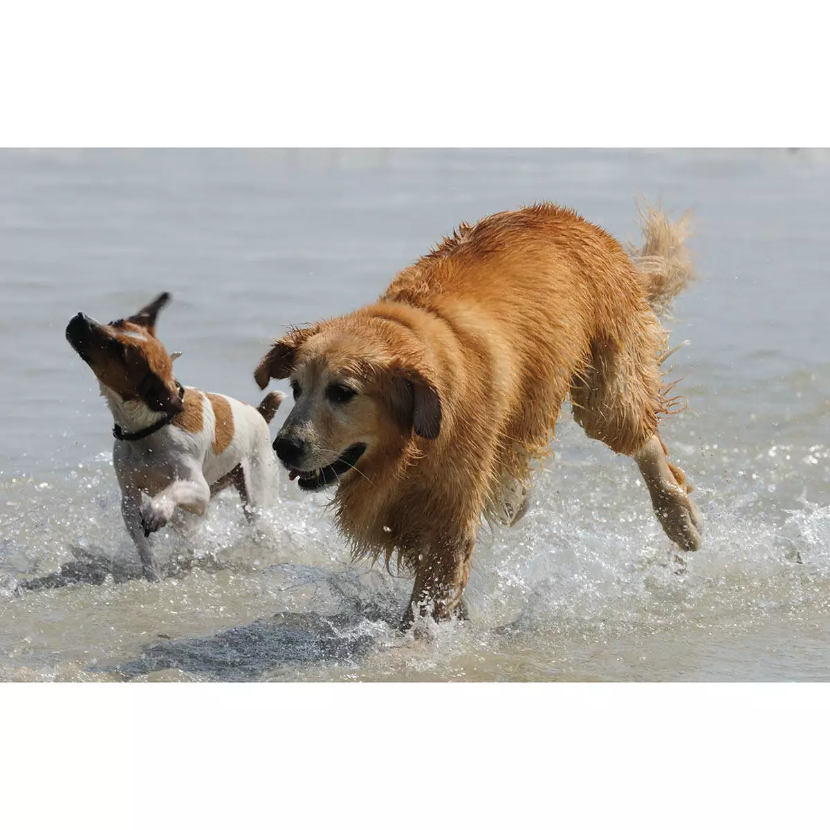 狗狗拉(搶)繩問題