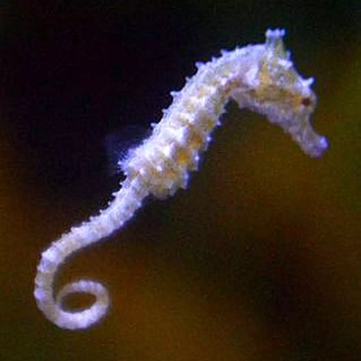 減少破壞生態 保海龍海馬身體健康