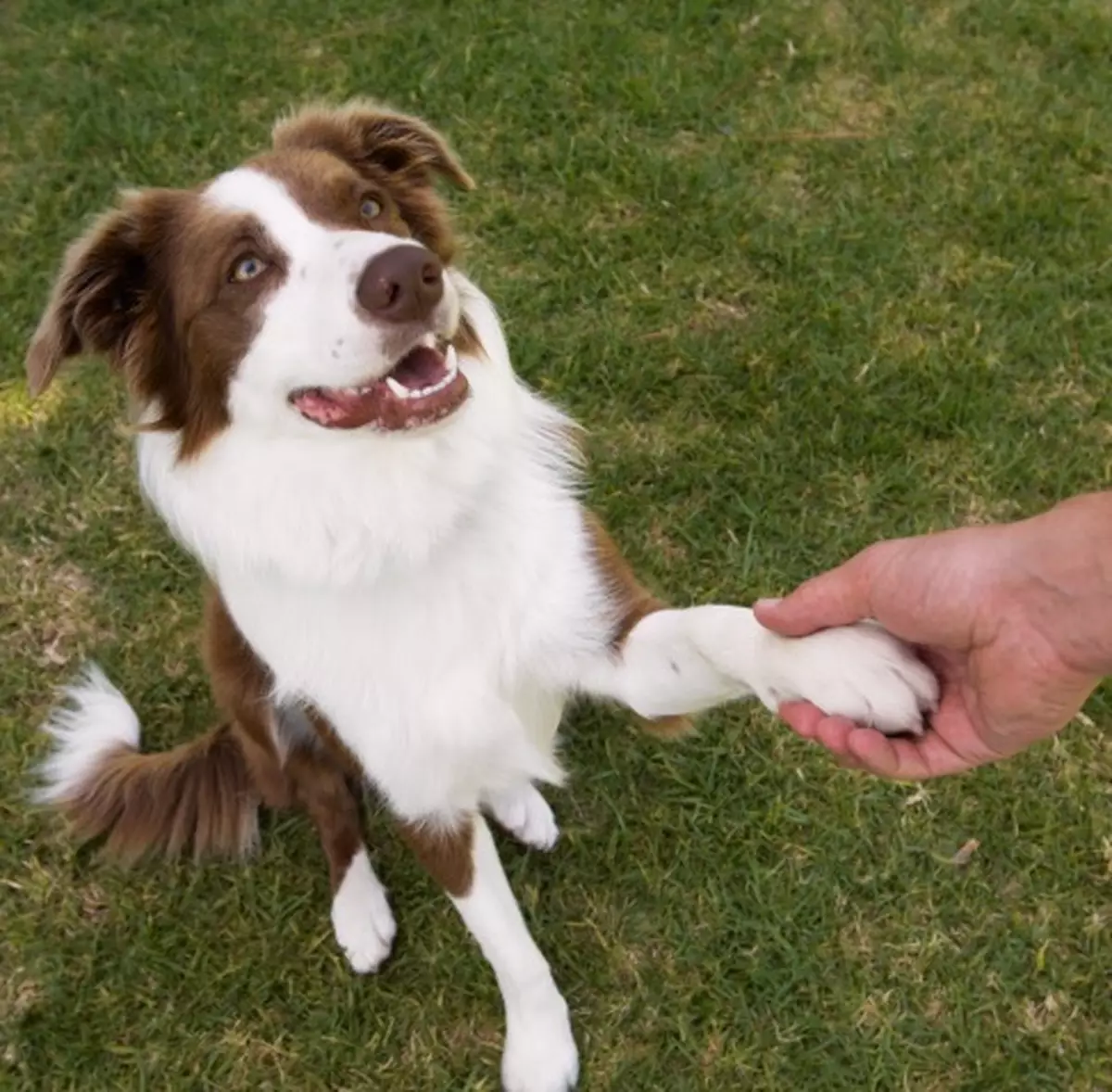 握手力度定輸贏