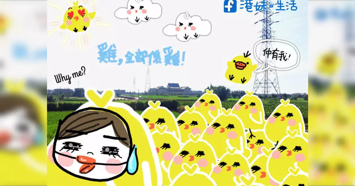 港妹～『雞，全部都係雞』